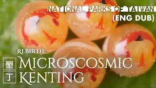Kenting National Park｜Rebirth (English)｜Microscosmic Kenting｜Taiwan｜蟲生-微觀墾丁｜墾丁國家公園