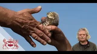 The Little Owl, Small But Brave | Ronald van Harxen