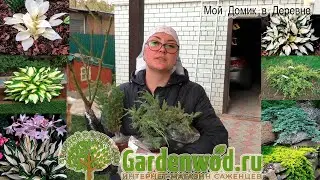 Заказала саженцы хвойных и хосты ! Высаживаем новые растения в клумбы !
