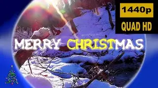 Krähe wünscht Frohe Weihnachten (2023)