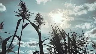 Silence - Short film (MMF)
