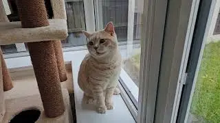 Cat Meowing