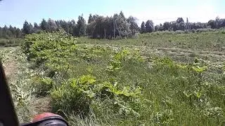 Покос борщевика роторной косилкой.