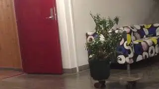 Someone Stole my plants PART 5 FINAL EPISODE GUYS