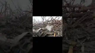 ЗСУ держит борону в окопах 🫡🦾