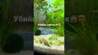 Убийца улиток 🤯😱 #тетрадон #аквариум #тетраодон #aquascape