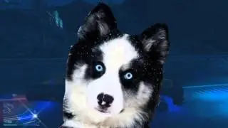 лайка BOSS