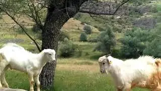 Oğlaklar ne yapıyor