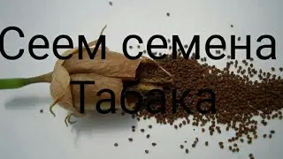 Сеем семена Табака