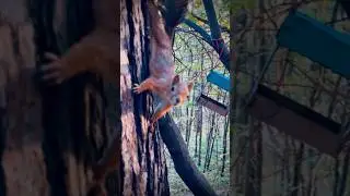 Осенняя белочка 🐿️🍂