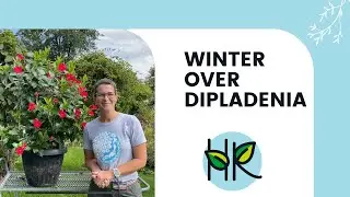 Wintering Over Mandevilla & Dipaldenia