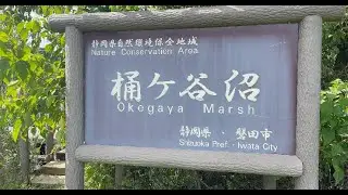 静岡県　磐田市　桶ヶ谷沼　トンボ散策