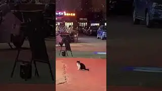 happy cat 😻