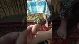 КАРТОФЕЛЬ СОРТ РАДРИГЕС