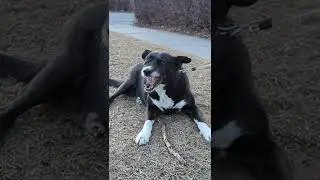yummy stick