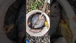 Копченка Астраханская 