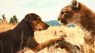 A Dog Ran 2 Years to Reunite with Old Owner and made a PUMA friend in the Way