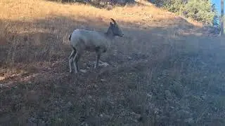 Majestic Creature Named Rammy | #adventure