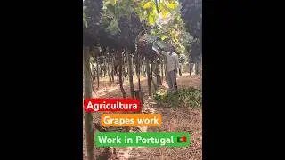 Work in Portugal 🇵🇹// Agricultura work // Workpermit @sarwaraportugal