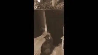 Taz the cat that watches the fish.
