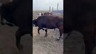 Быки 🐂