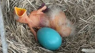 Baby birds yawning on first morning of life