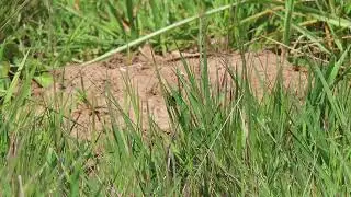 Andrena Swarm Close Up