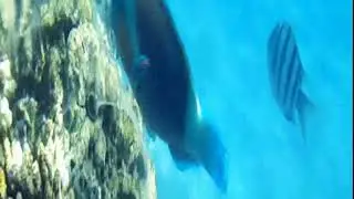 Море класс! Басик водолаз!