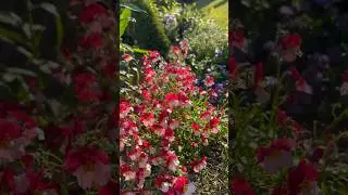 Украсила свой цветник однолетними цветами#идеидлясада #петуния/Ленинградская область