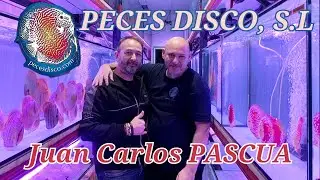 MEJOR TIENDA DE PECES DISCUS ESPAÑA | Juan Carlos Pascua