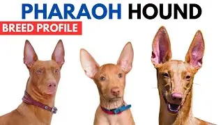 Pharaoh Hound Dog Breed Profile History - Price - Traits - Pharaoh Hound Dog Grooming Needs