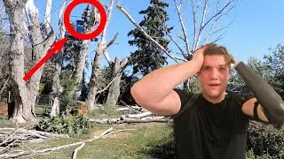 Extremely Sketchy Dead Tree Pruning (Widow Maker) #treepruner #treepruningarborist #widowmaker