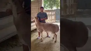 Сын Ушастика. Архив