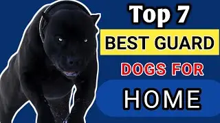 Top 7 Guard Dogs For Home | Best Guard Dogs || 4legged