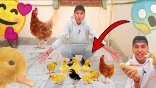 اشتريت بط وفراخ جديدة 🥰🐓نوع غريب جداً 😱