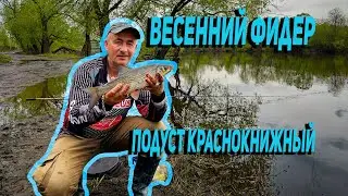 Весенний фидер. Подуст краснокнижный. Влог
