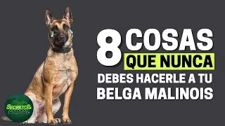 8 Cosas Que Nunca Debes Hacerle A Tu Belga Malinois