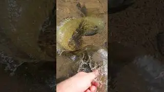 #fishing #fish #fishinglife #brothersweb  #bassfishing #nature #outdoors #carpfishing #fishingis