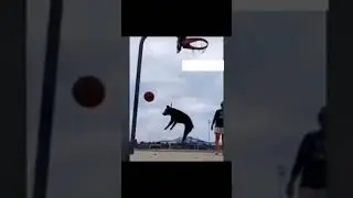 Смешные животные