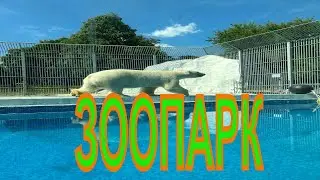 Этим летом в зоопарке города Пензы .Animals in the zoo,