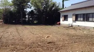 Chicken flying