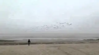 гуси