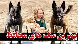 بهترین سگ های محافظ دنیا