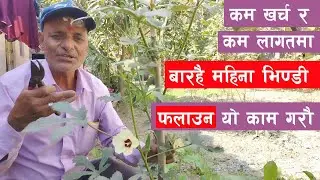 भिण्डीको एउटा बोटबाट बर्षैभरि उत्पादन लिने तरीका || Okra || भिण्डी खेतीको लागि जान्नै पर्ने कुरा