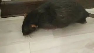 HOW TO STOP A RAT FROM CHEWING THINGS