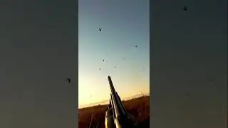 Охота на утку. Осень.