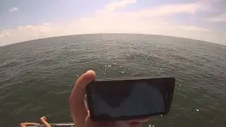 Gulf of Mexico whale
