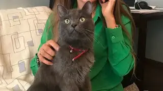 Моя Кошка понимает языковые диалекты Таджикистана 😂😂😂 С каких регионов? Посмотрите до конца.