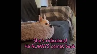Oh The Humanity! #itsahuskything #husky #huskylife #talkingdog #adorable