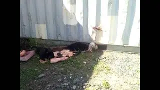 щенки дворняжек 2
